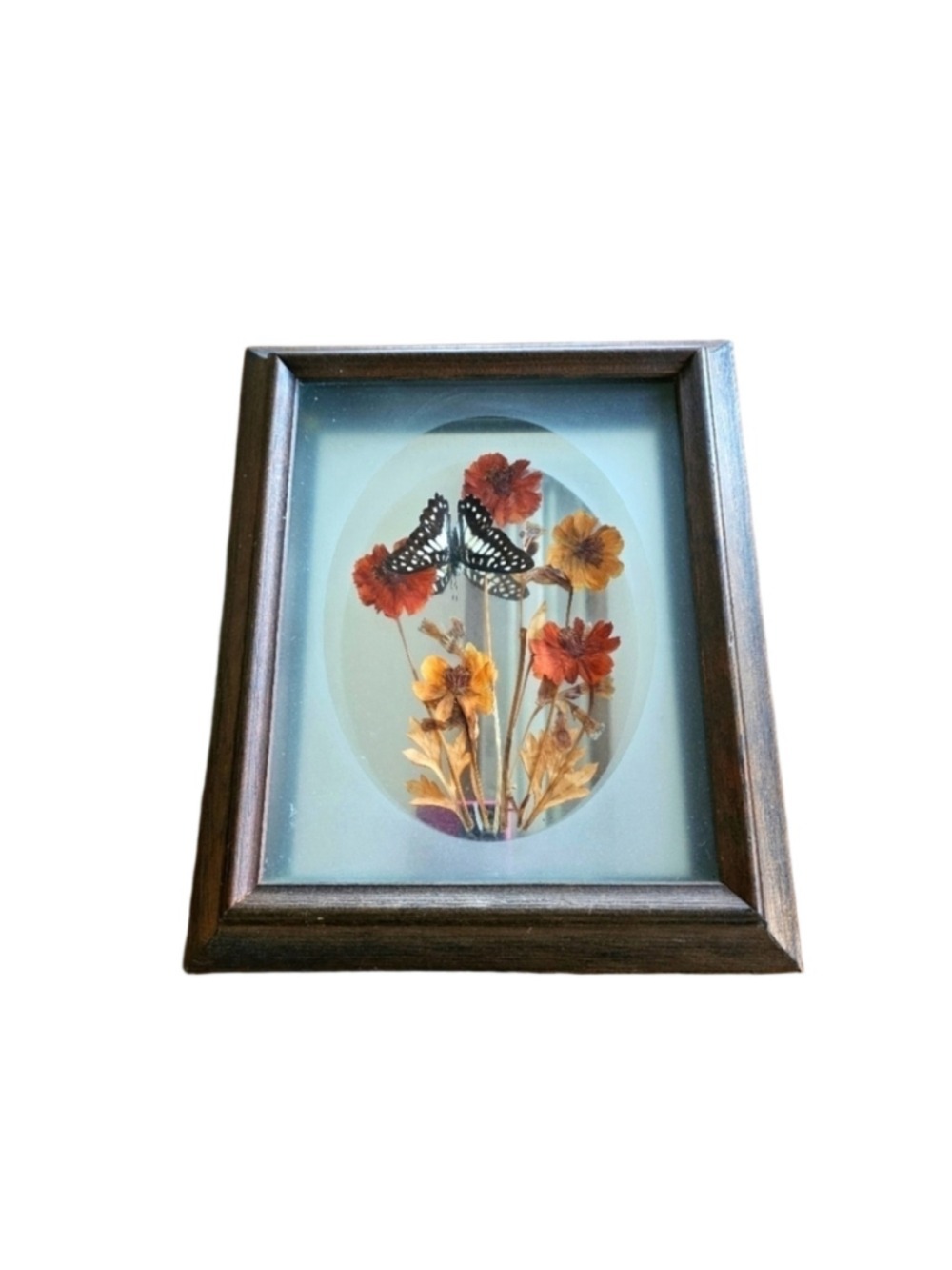 Vintage Common Sergeant Butterfly Taxidermy Dried Flowers Framed